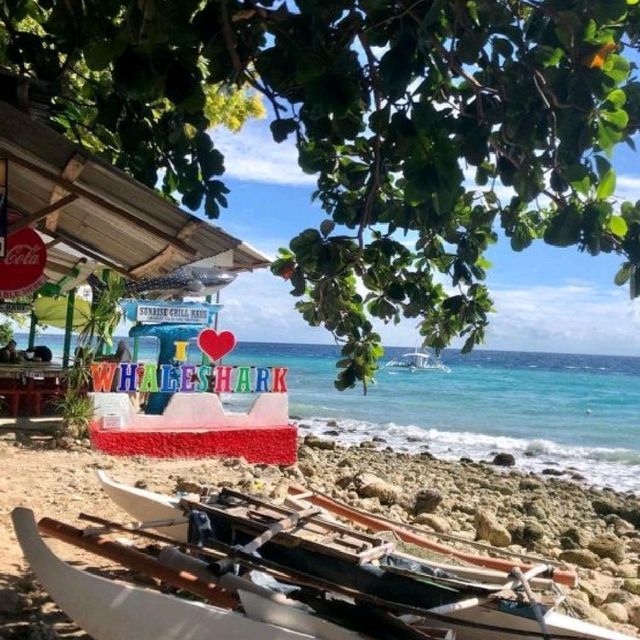 Whale Shark Watching in Oslob