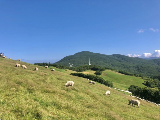 코리안 알프스, 대관령 양떼목장으로!🐑🌳