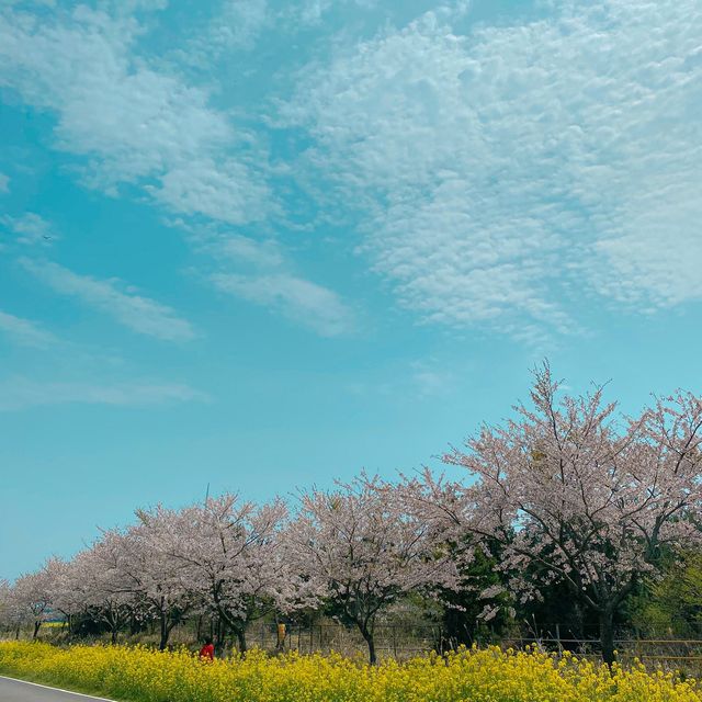 벚꽃, 유채꽃, 풍력발전기가 완벽한 조화를 이루는 가시리 