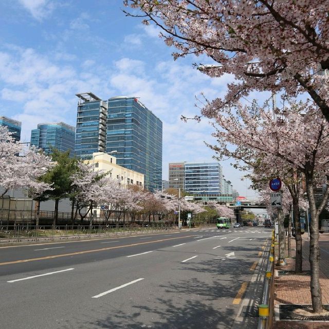 韓國首爾櫻花🌸