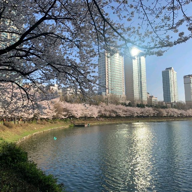 서울의 벚꽃 명소하면 빠질 수 없는 🌸석촌호수🌸