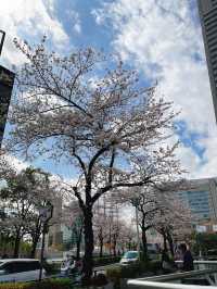 桜が見頃の【さくら通り】🌸