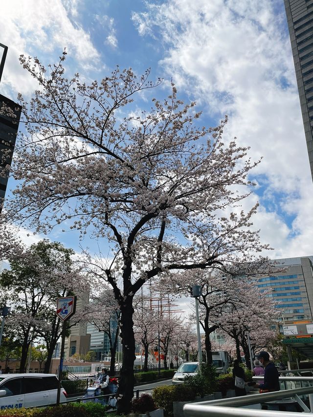 桜が見頃の【さくら通り】🌸