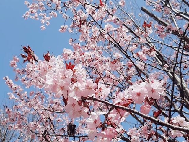 花的季節｜北海道賞花旅