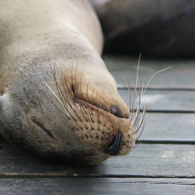 アシカやペンギンと触れ合えるガラパゴスのイザベラ島
