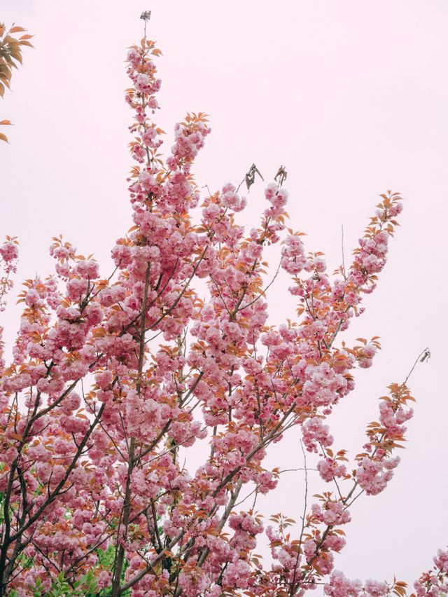겹벚꽃 명소 보라매공원💜