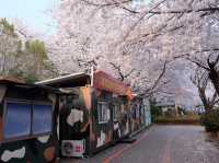 浪漫櫻花路｜釜山慶和站