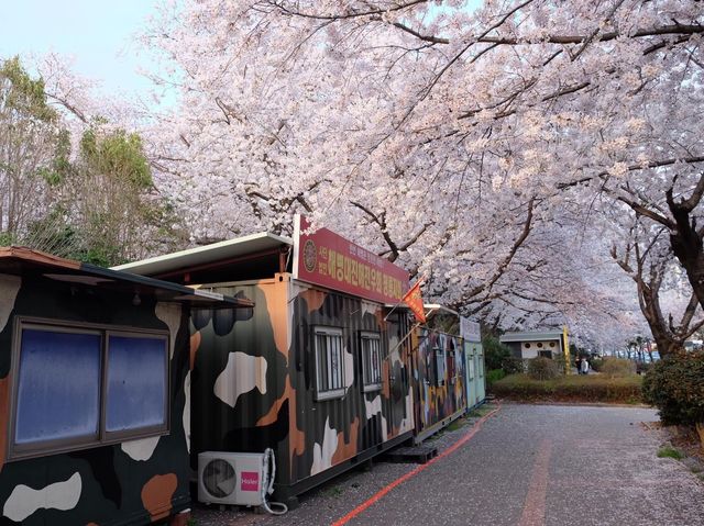 浪漫櫻花路｜釜山慶和站