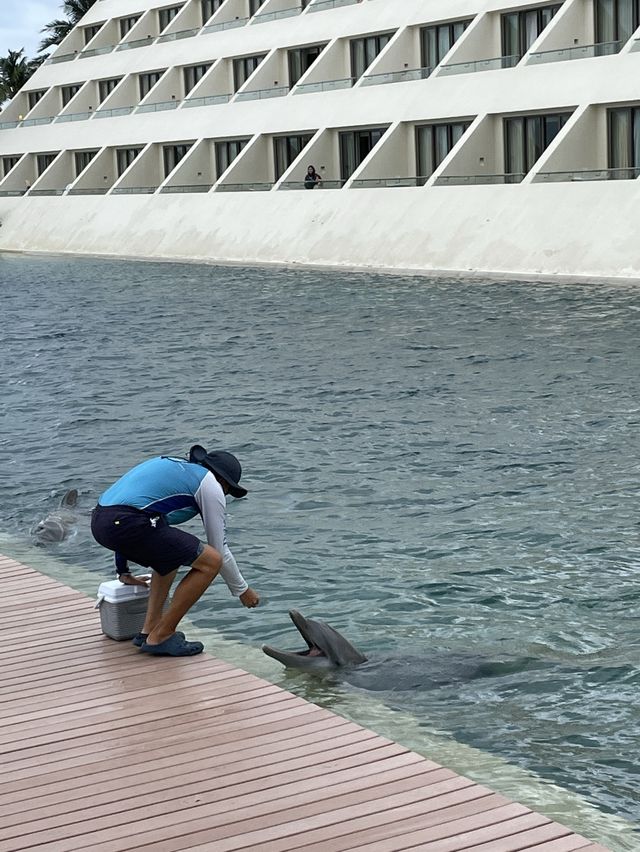 하얏트 지바 칸쿤 호텔인 돌고래가 살아요🐬