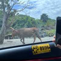 bangkok safari park - animals uncaged