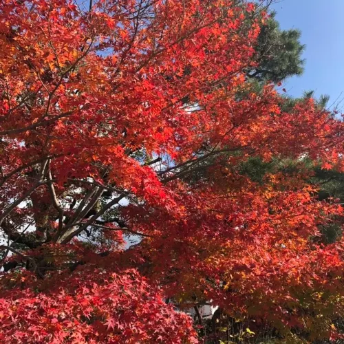 【京都府】現世の極楽浄土「平等院鳳凰堂」でもみじ狩り！