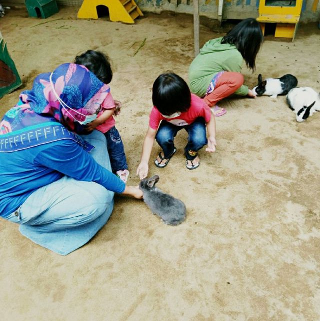 Animal🐑🐇 Feeding 🌈 Garden