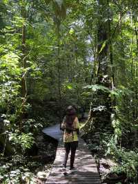 Amazing canopy walk in Mulu park
