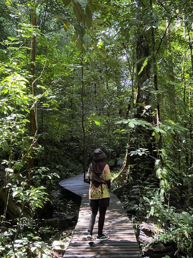Amazing canopy walk in Mulu park
