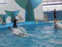Pattaya Dolphinarium โชว์โลมาที่ดีที่สุดในเอเชีย