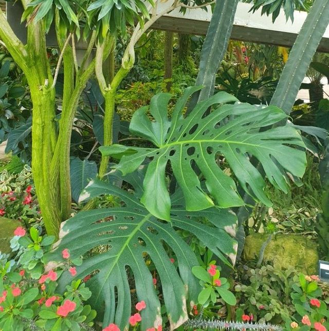 열대식물원에서 겨울에도 푸릇푸릇🌴