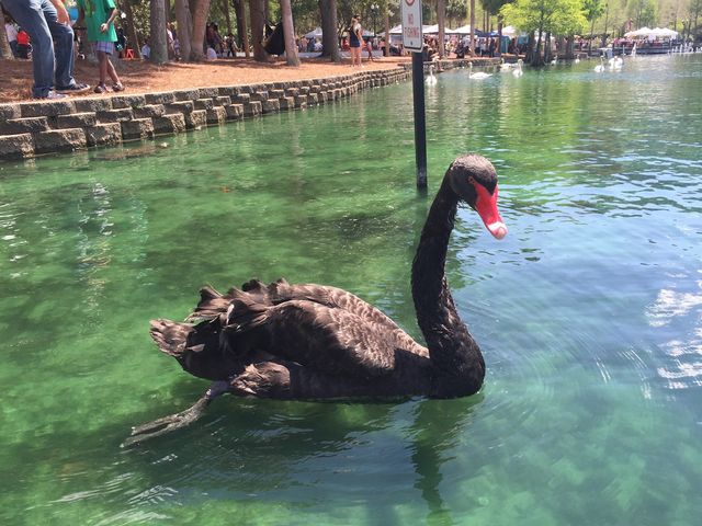 Walking and having fun at Lake Eola Park 