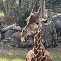 Encountering 🦒 at Jacksonville zoo