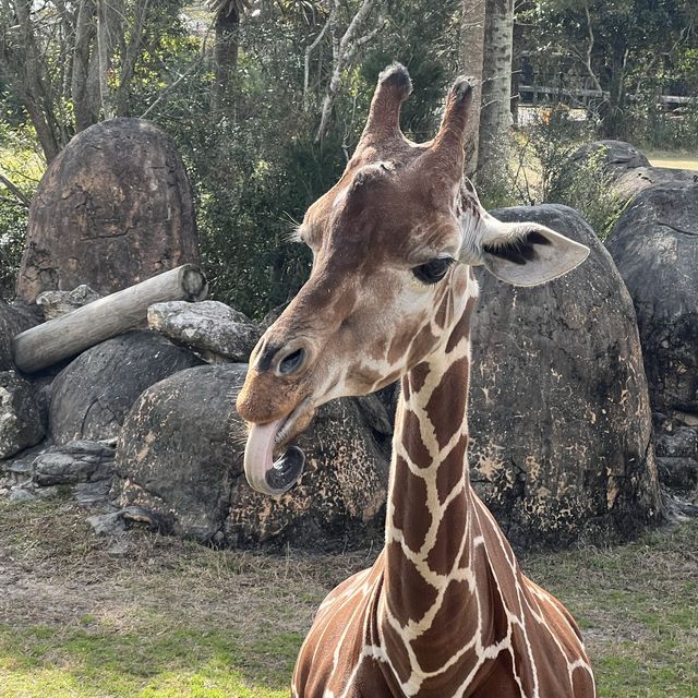 Encountering 🦒 at Jacksonville zoo