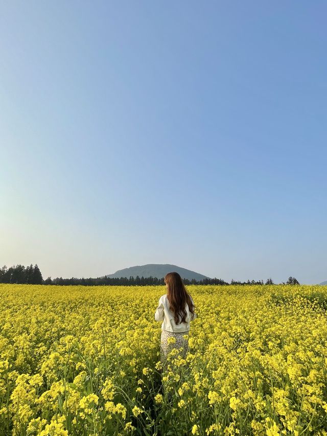 제주 보롬왓, 튤립 꽃밭에서 인생샷 어때요🌷📷