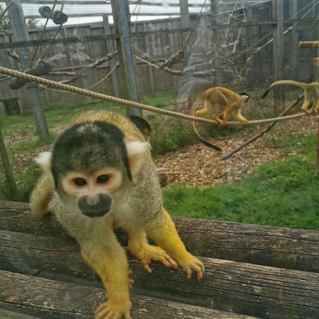 Beautiful moments at Peak Wildlife Park 