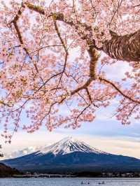 So romantic‼️Departing from Tokyo | One-day tour to enjoy cherry blossoms at Mount Fuji.