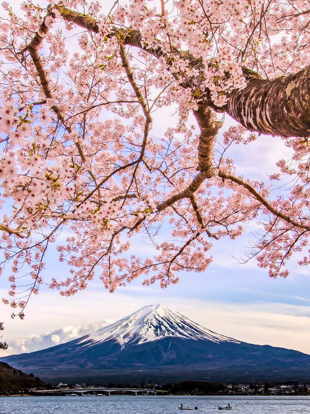 So romantic‼️Departing from Tokyo | One-day tour to enjoy cherry blossoms at Mount Fuji.