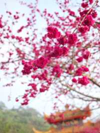 Spring in Alishan