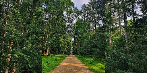 Brockenhurst and the Tall Trees Trail Circular | New Forest National Park
