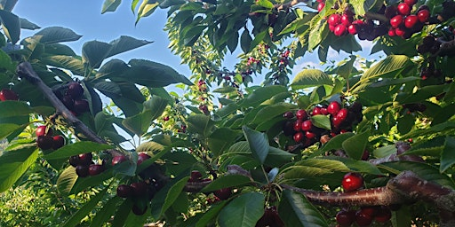 Creston Cherry Irrigation Info Session | 719 36th Ave N