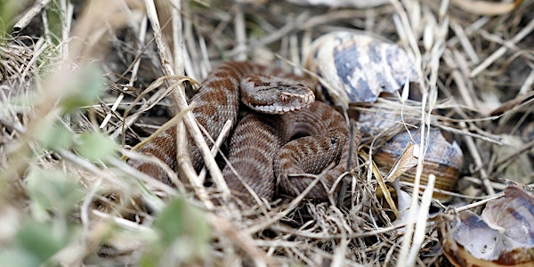Vanishing Viper 2025 - a landscape-level approach to adder conservation | Molloy Hall, University of Chester