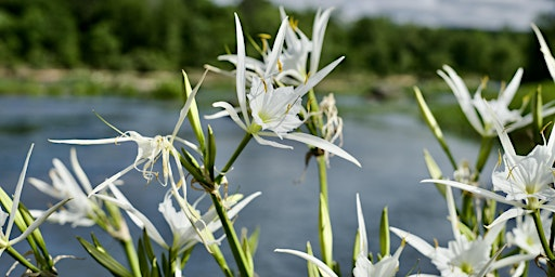 Shoal Lily Paddle Trips - 2026 | Flint River At Pobiddy Rd.