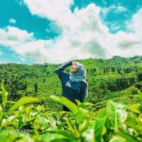WISATA KEBUN TEH GUNUNG GAMBIR