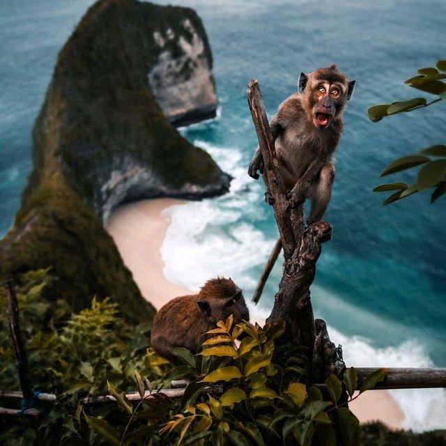 KELINGKING BEACH : NUSA PENIDA