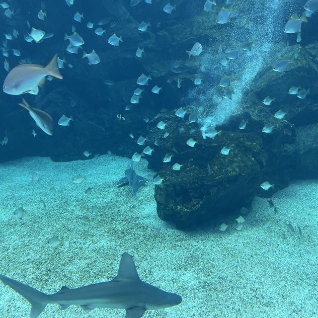 ✨桃園美翻了xpark 水族館✨