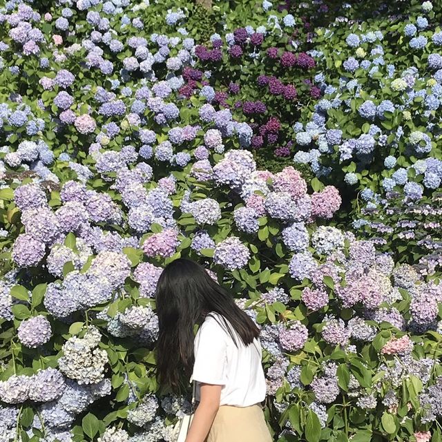 수국이 예뻤던, 태종대