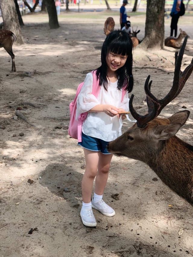 奈良餵食自由自在的鹿兒
