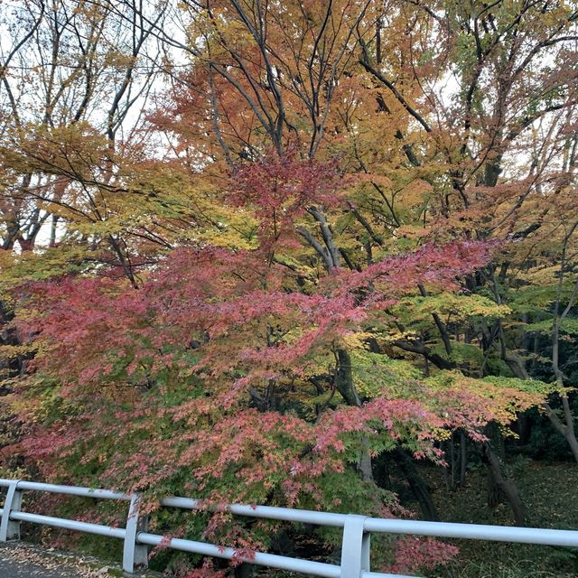 【千代田区】武道館すぐ横　北の丸公園