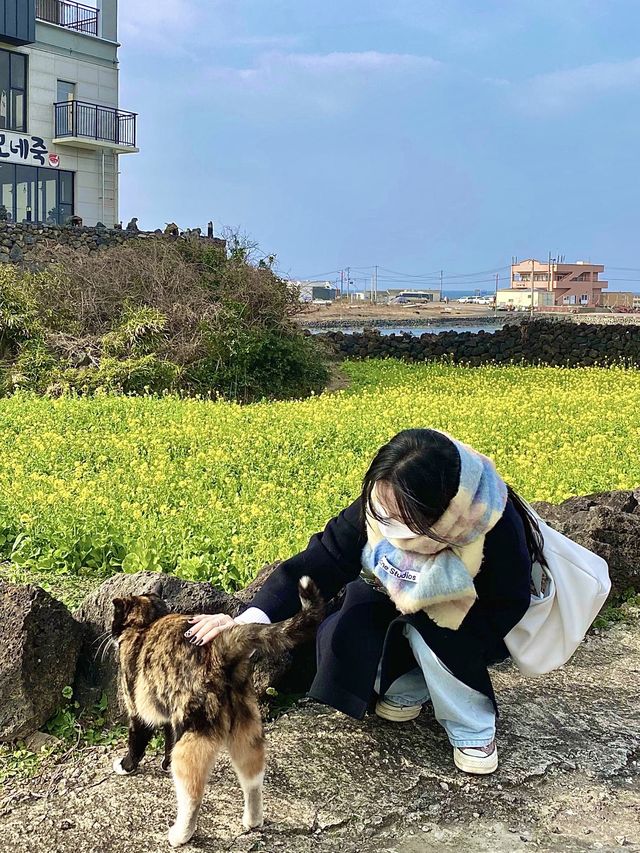 나만 알고싶다.. 우연히 발견한 골목길 안 유채꽃밭🌼