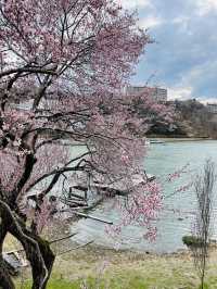 恵那峡でお花見