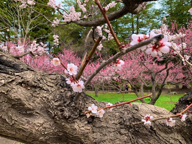 札幌　SAKURA 桜めぐり❗️北海道神宮の桜＆梅に感動❗️