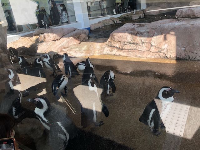 【京都】『京都水族館』名物、「ペンギン相関図」！
