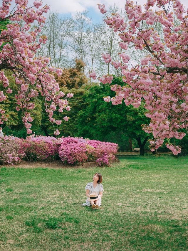 서울근교에서 겹벚꽃 보기 좋은 명소🌸