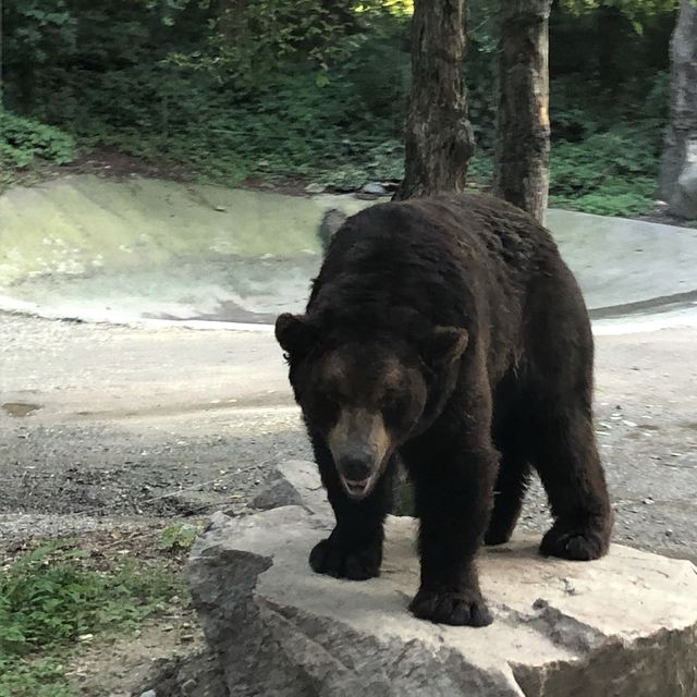 에버랜드 사파리🐅