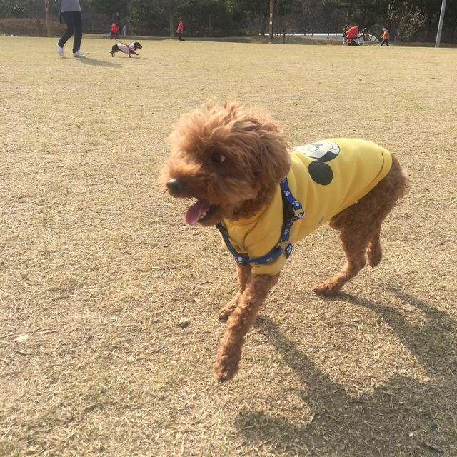 천안 쌍용공원, 강아지들아 모여라~~~ 