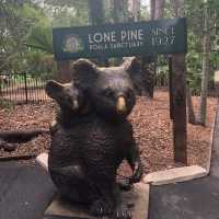 코알라와 캥거루를 직접보고 만질 수 있는 코알라 보호 구역”Lone Pine”