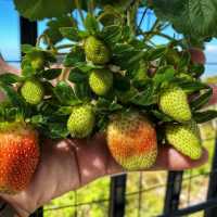 Jerai Hill Strawberry Farm, Kedah