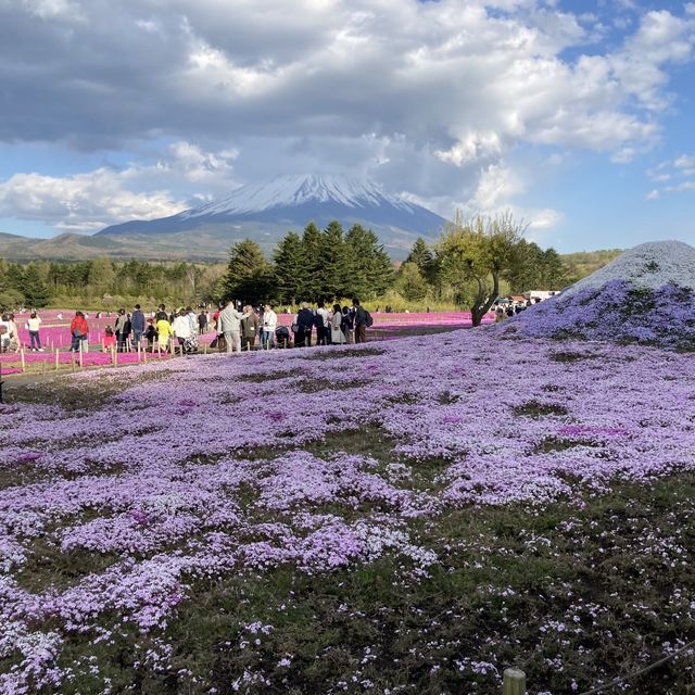 富士芝桜まつり