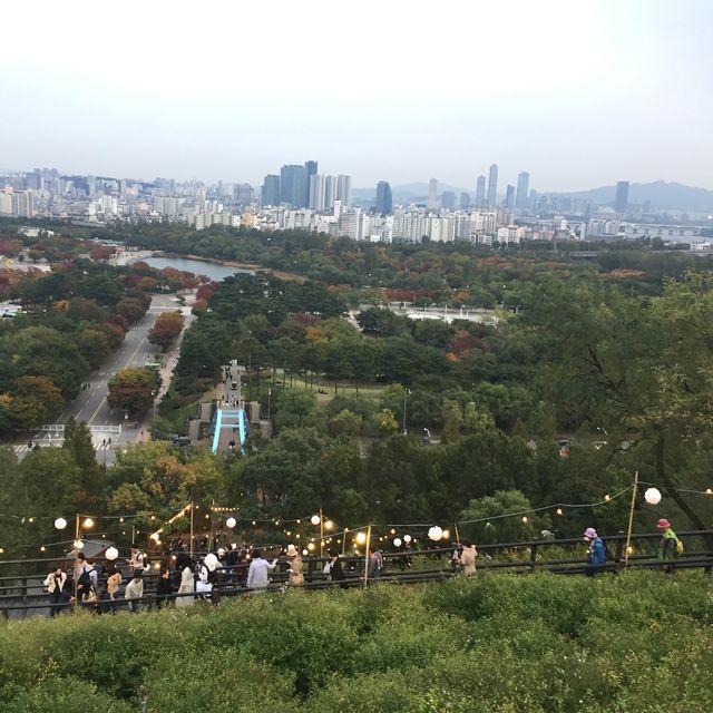 Cỏ lau hồng ở công viên Haneul 🥰
