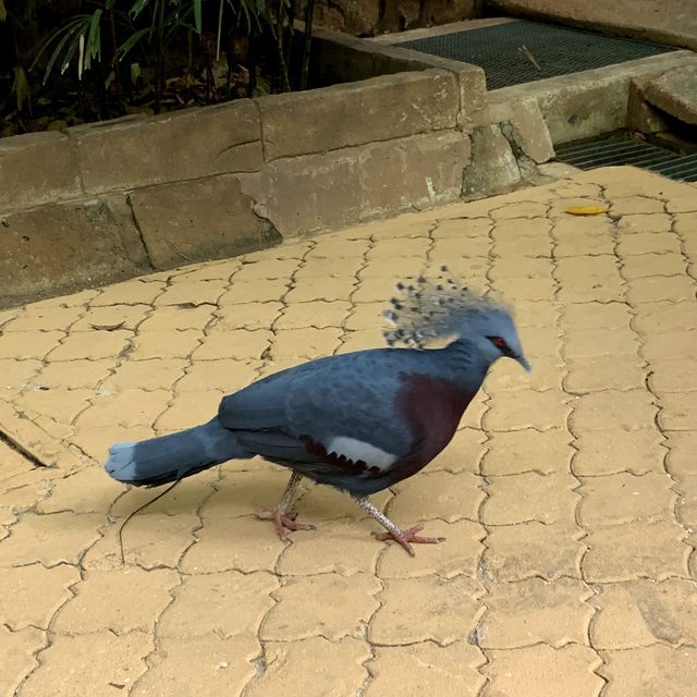 原來吉隆坡塔都有動物園